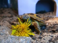 /album/tortellini/torti-8-jpg/